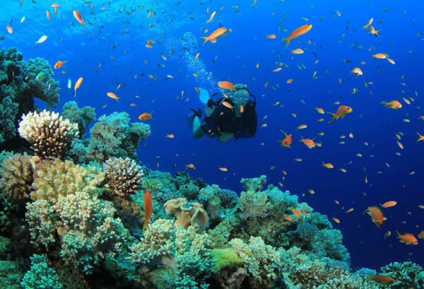 1-Day Cesme Scuba Diving Tour – Explore the Underwater World of the Aegean Sea 3