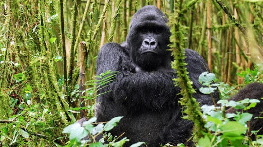 7 Days Rwanda Multiple Gorilla Tracking Experiences