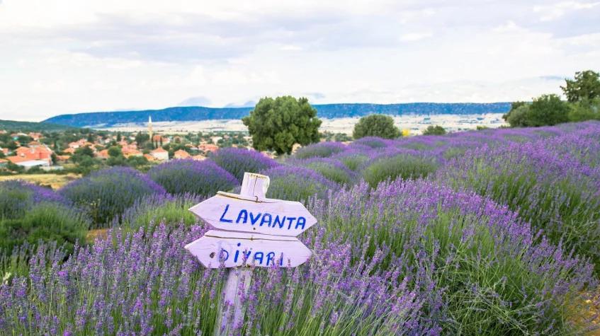Daily Isparta Lavender Fields Tour from Burdur Daily Isparta Lavender Fields Tour from Burdur