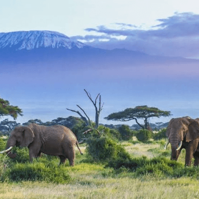 14 Days 13 Nights Safari to Maasai Mara Reserve /Lake Naivasha/Lake Nakuru/Amboseli National Park/ Tsavo West/Tsavo East/Nairobi 14 Days 13 Nights Safari to Maasai Mara Reserve /Lake Naivasha/Lake Nakuru/Amboseli National Park/ Tsavo West/Tsavo East/Nairobi