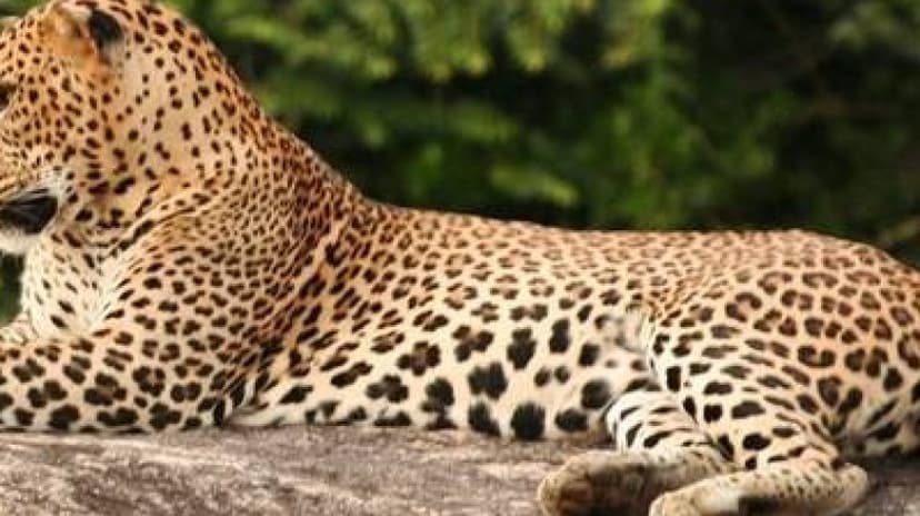Overnight Luxury Glamping in Yala With Return Transfers (From Colombo) 3