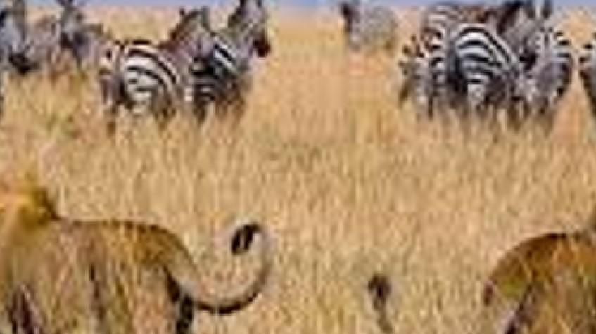 6 Days Safari Tarangire National Park, Serengeti National Park, Ngorongoro Crater and Lake Manyara 6 Days Safari Tarangire National Park, Serengeti National Park, Ngorongoro Crater and Lake Manyara