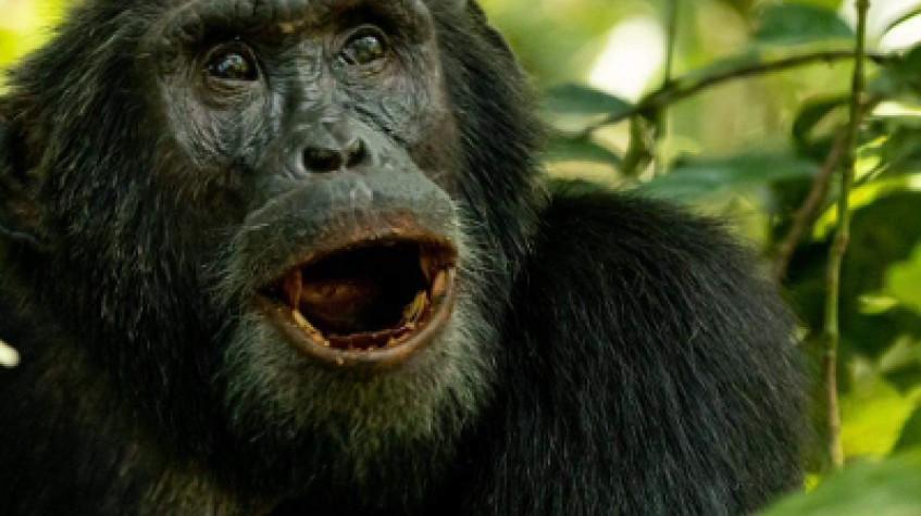 7 Days Gorilla Chimpanzee and Wildlife Safari