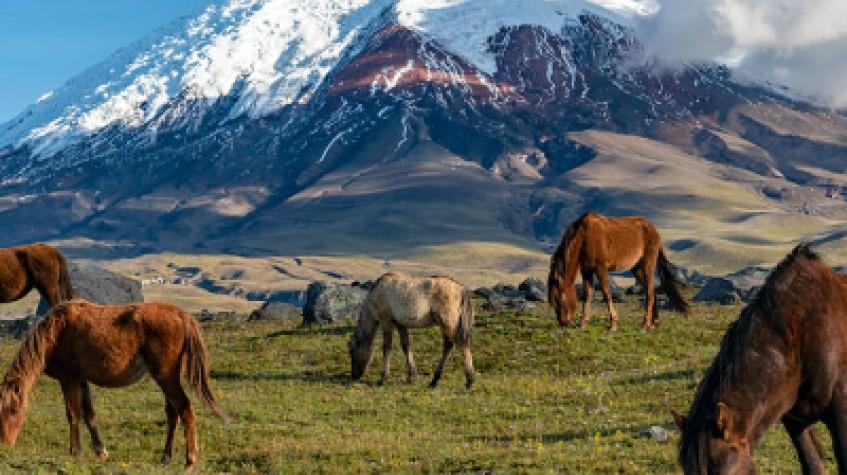 Ecuador Active 8 Days Tour