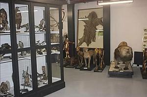 Istanbul Zoology Museum 2