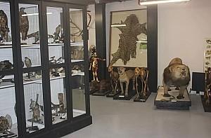 Istanbul Zoology Museum 5