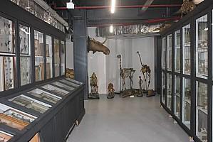 Istanbul Zoology Museum 3