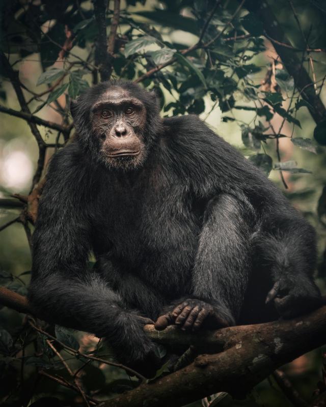 3-day Gorilla Habituation Safari