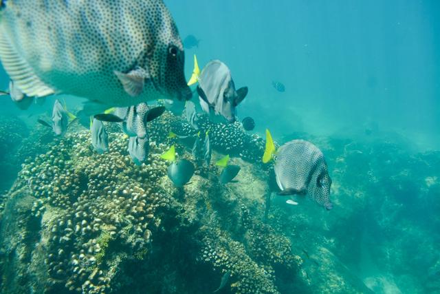 Guided Cabo Snorkel Tours