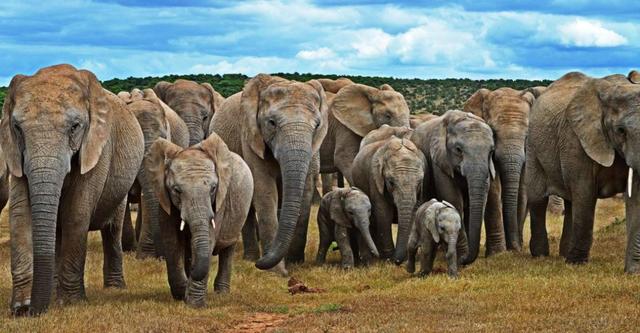 South Africa: Addo Elephant National Park Half Day Safari