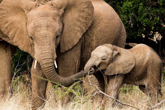 4-Day Wild Escape: A Captivating Safari Adventure in Samburu & Aberdares