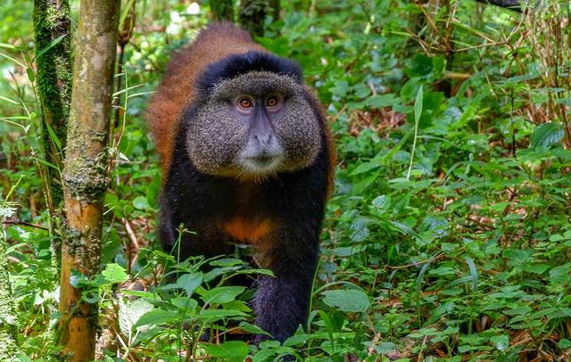 Rwanda 4 Day Gorilla Trekking Tour