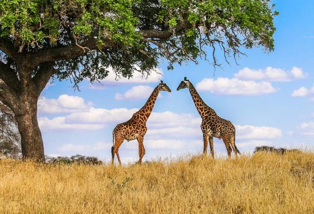 11 Days Wildlife & Culture Tanzania Private Safari