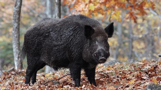 6 Days Hunting Wild Boar Package Antalya