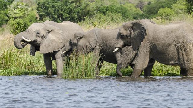 14 Days Most Enjoyable Uganda Safari