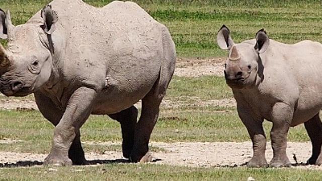 The Great Migration Safaris Serengeti Tanzania