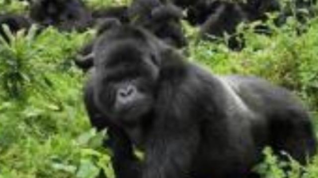 3 Days Bwindi Gorilla Tracking