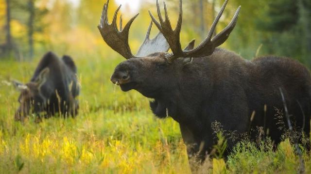 Moose Wildlife Expedition