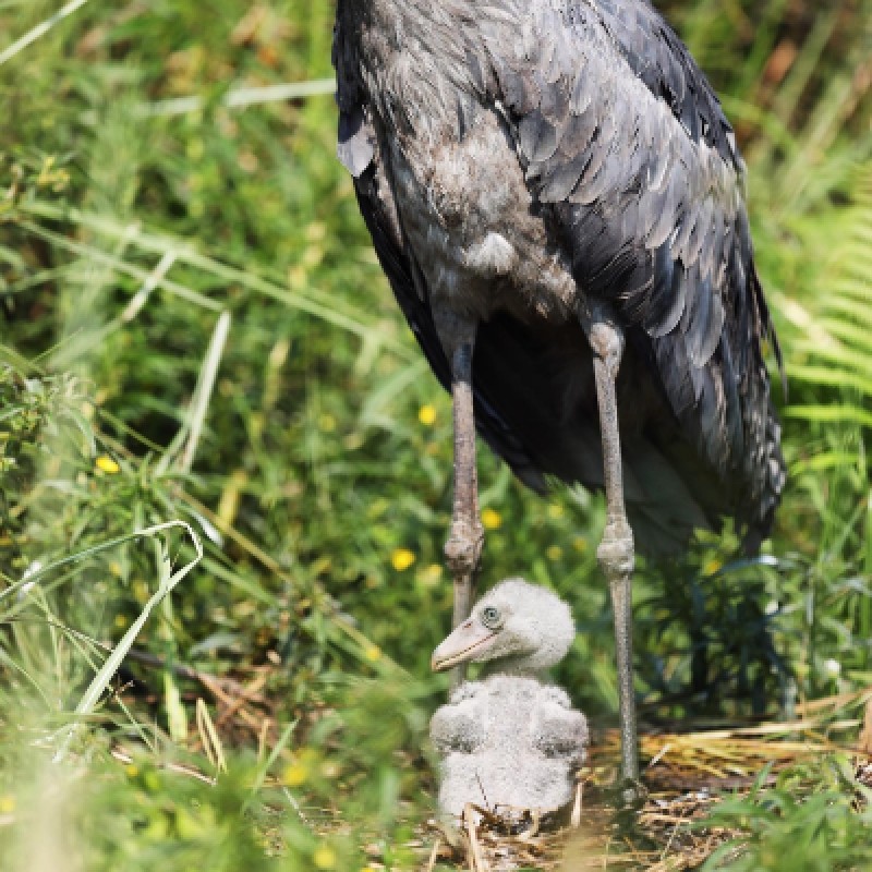 6 Days Bird Watching Safari in Uganda to Entebbe Zoo, Lake Mburo and Semuliki Forest National Parks 1