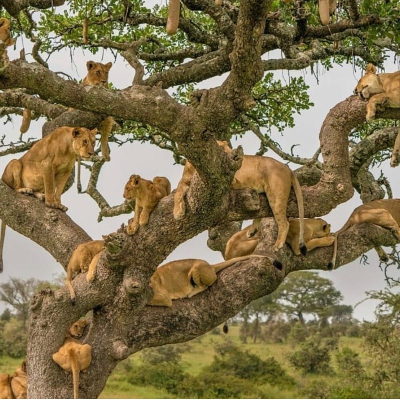 Big Five Safari and Zanzibar Beach Holiday 1