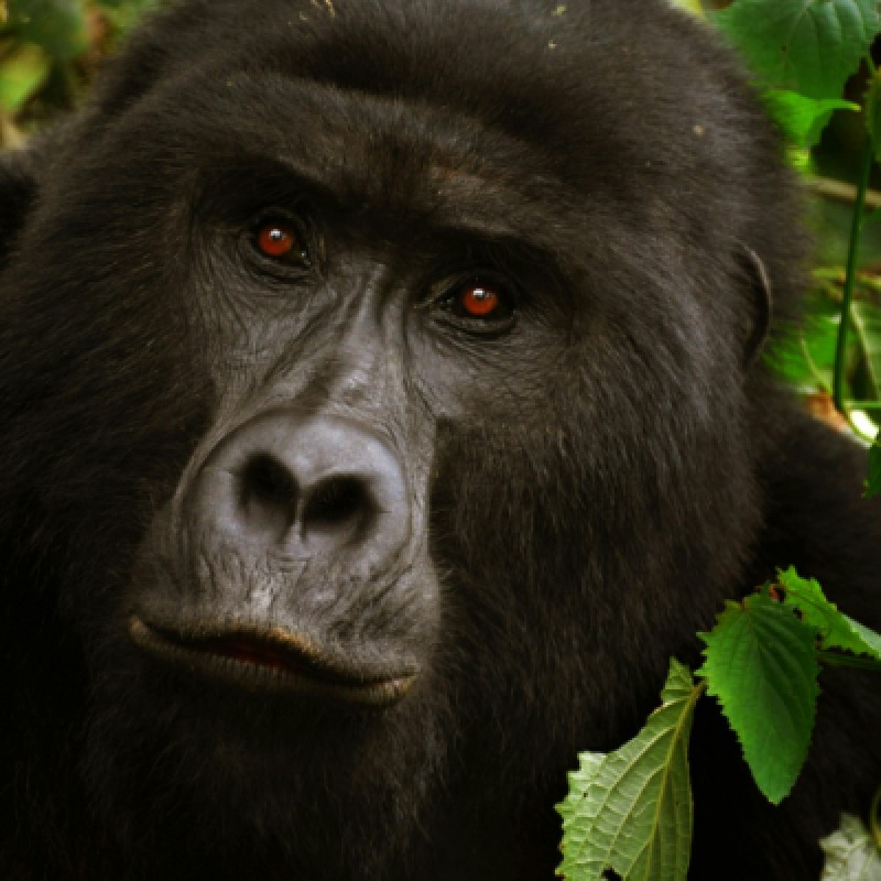 Lowland Gorillas trek in Kahuzi-Biega (3days/2nights) 1