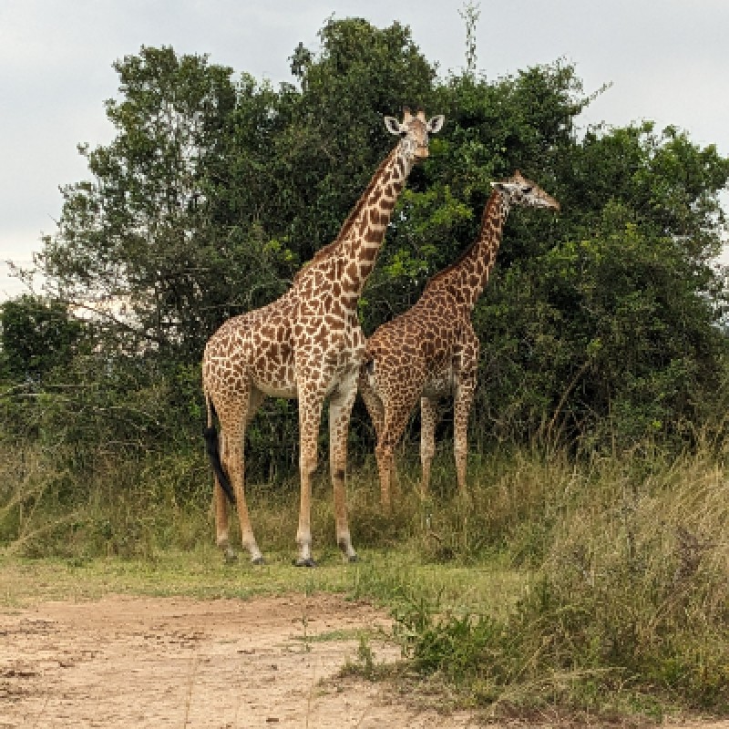 1 Full Day Akagera National Park Game drive 1