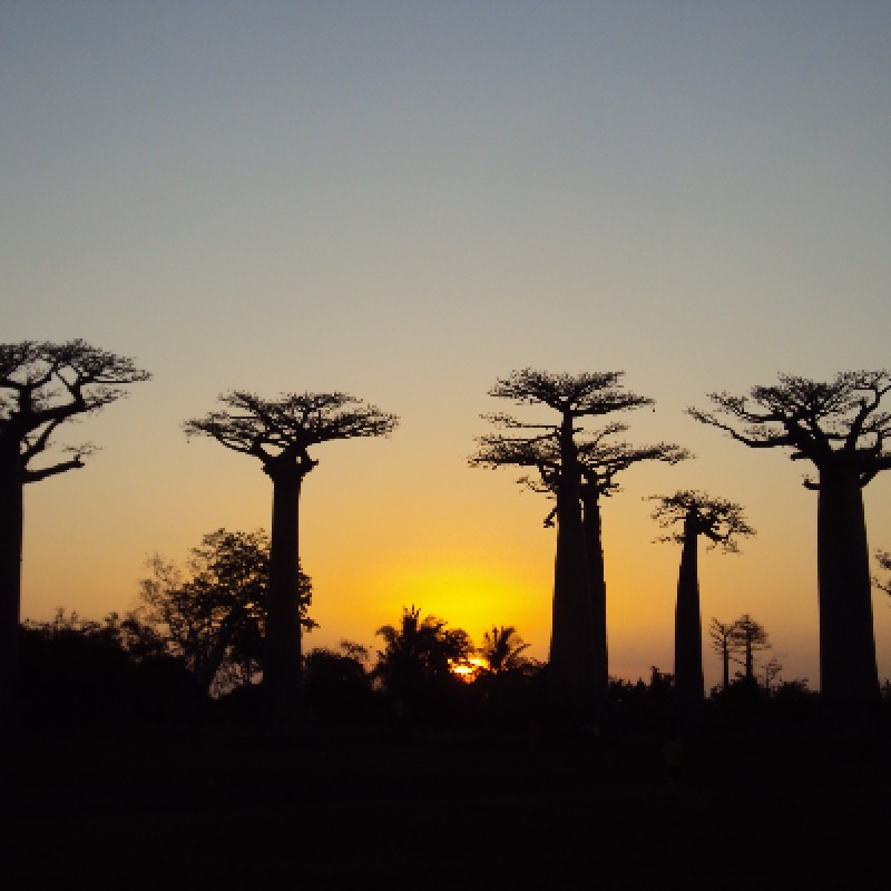 Contrasting Trees Discovery Tour Nature and Scenic Experience 1