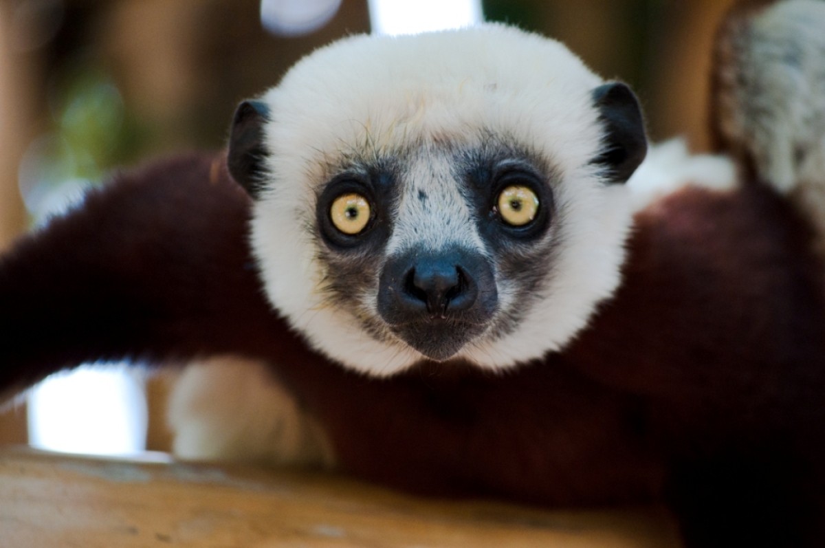 Madagascar splendid East journey 1