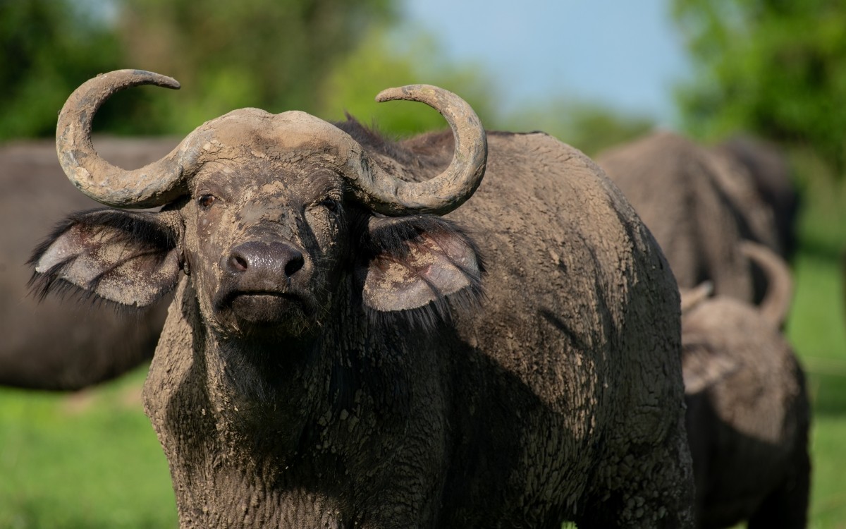 3-Day Ultimate Big Five Safari - Murchison Falls & Rhinos 1