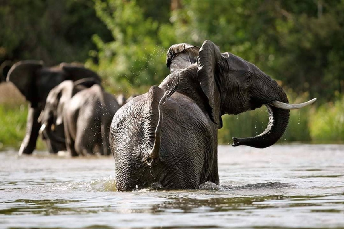 11- Day Gorillas, Chimps and Wildlife Uganda Safari 1
