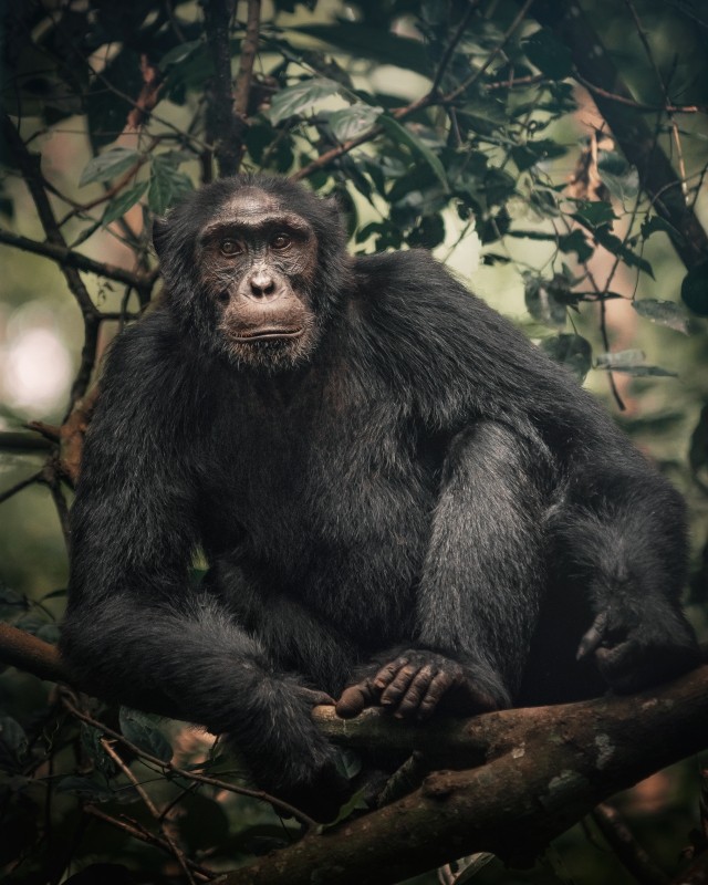 3-day Gorilla Habituation Safari 1