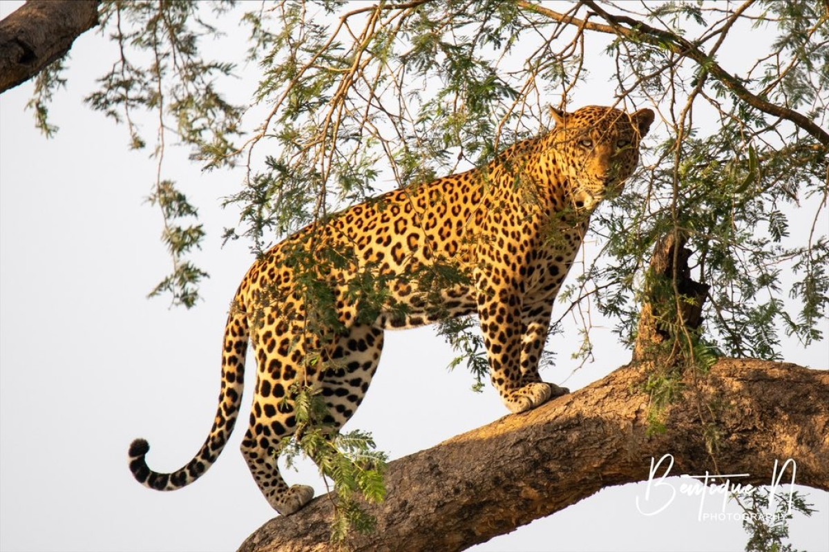 9-Day Exploring Uganda and Gorilla Trek 1