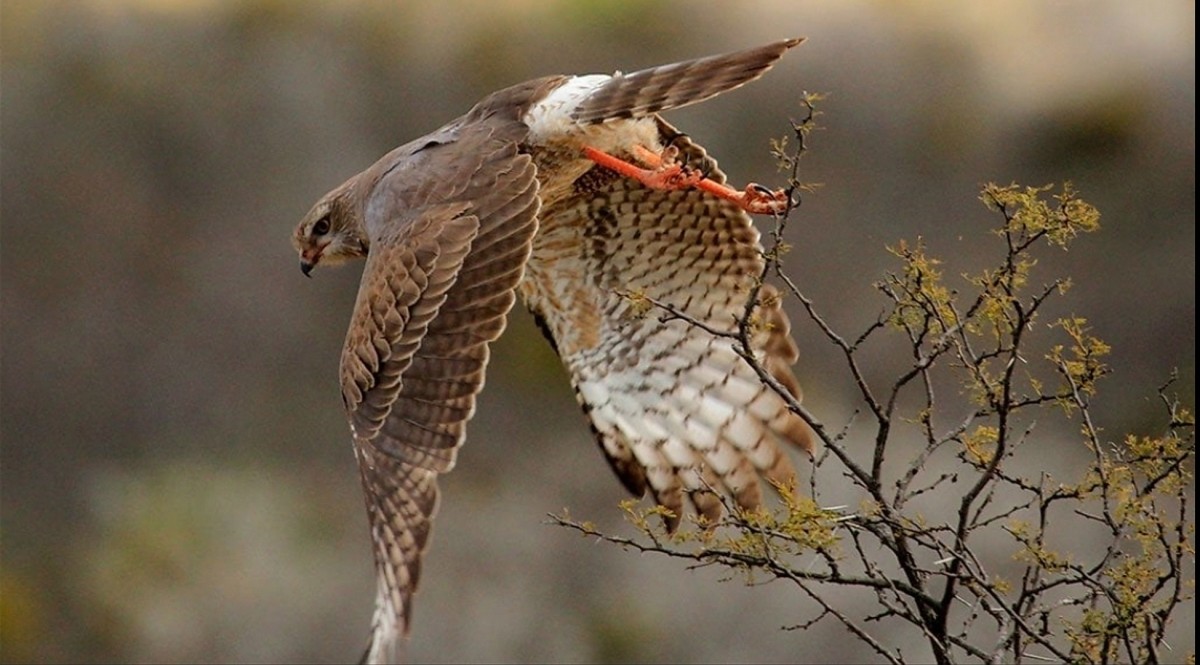 South Africa: 3 Day Addo Elephant National Park Safari 1