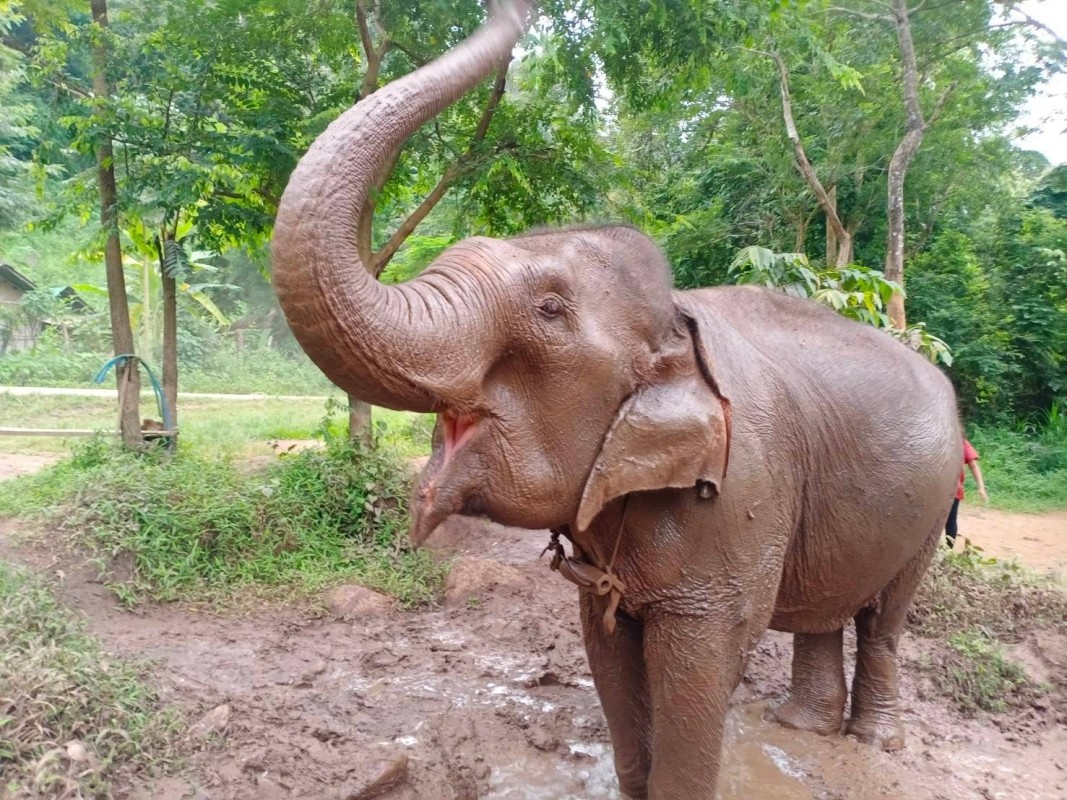 Halfday Phuket Elephant Sanctuary 1