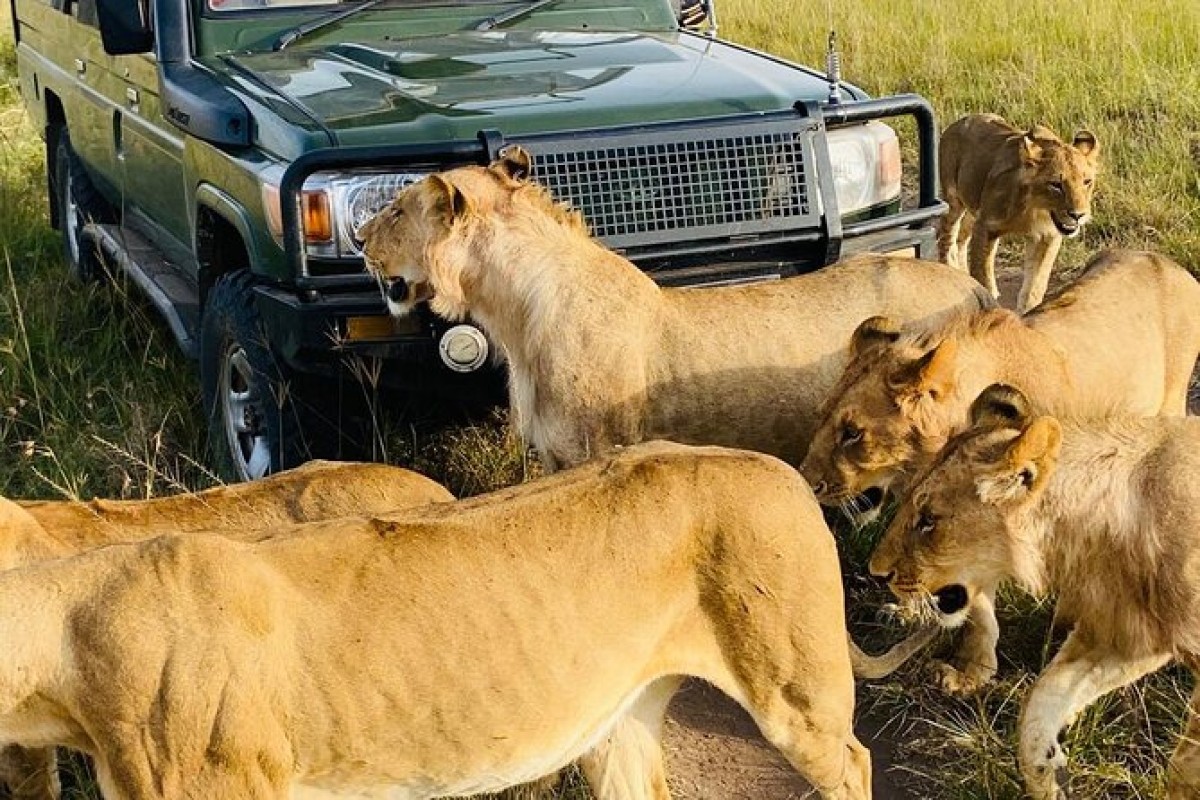 4 Days tour to Masai Mara and Lake Nakuru 1