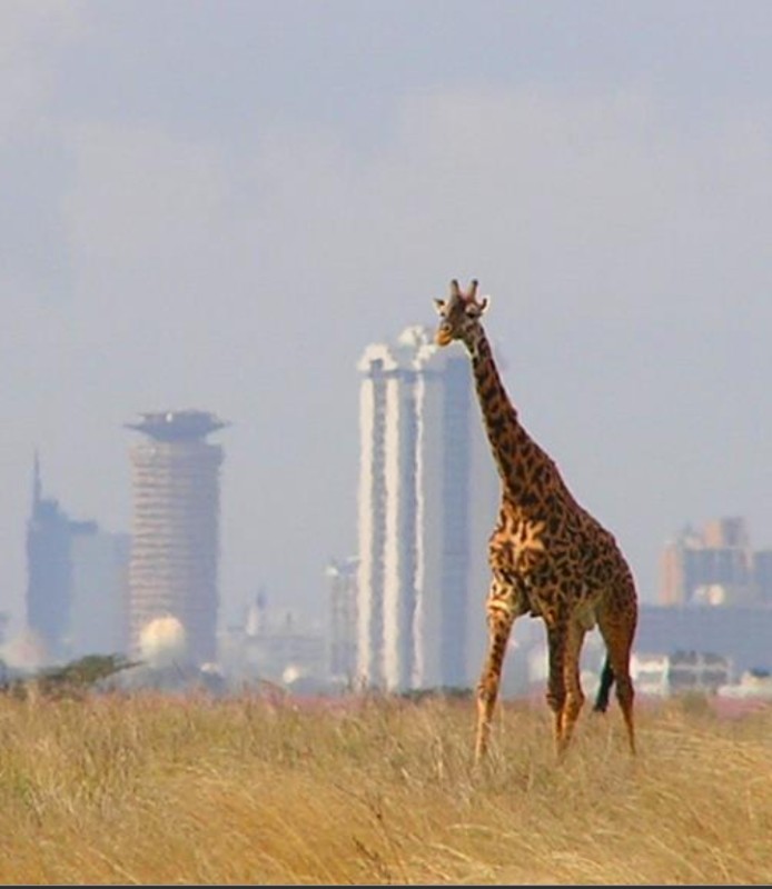 Day trip to Nairobi National park and Giraffe center 1