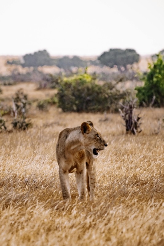 3 Days Masai Mara Safari 1