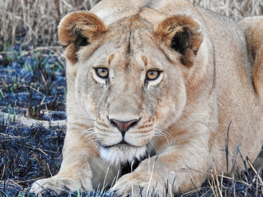 3-Day Serengeti &Ngorongoro Green Season Lux Tour Offer 1