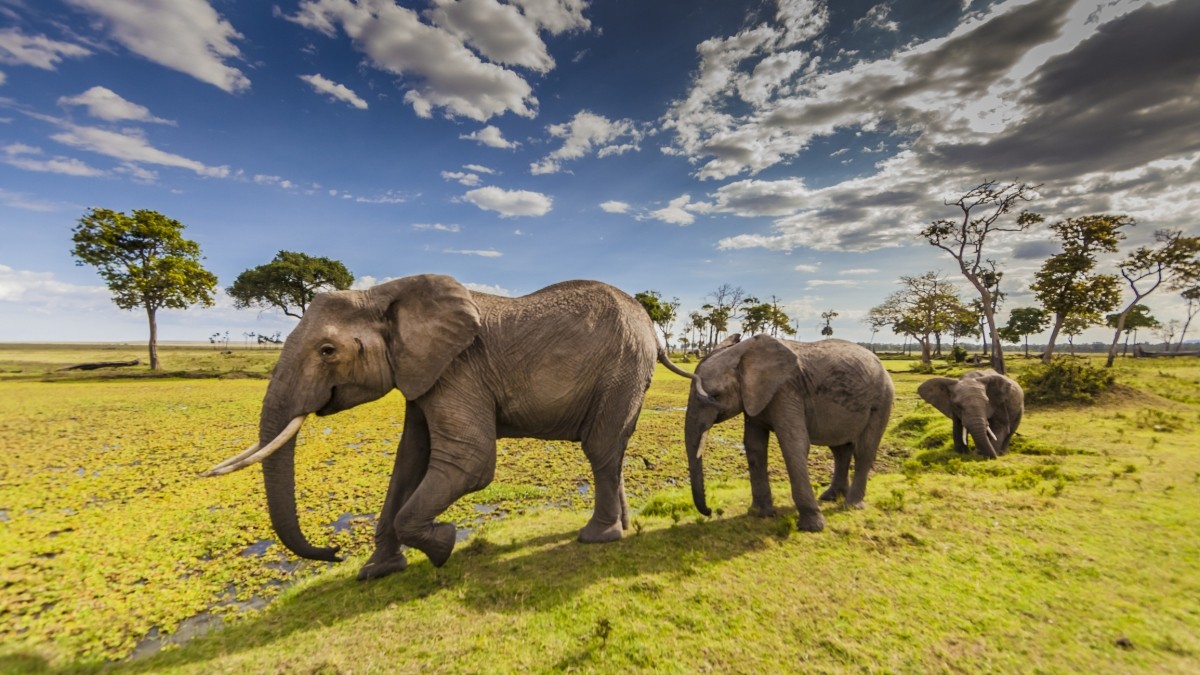 6-Day Highlights of Kenya & Tanzania Wildlife Safari Trail 1