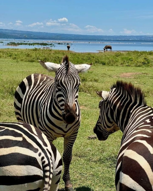Lion Adventure - Kenya/Tanzania 1