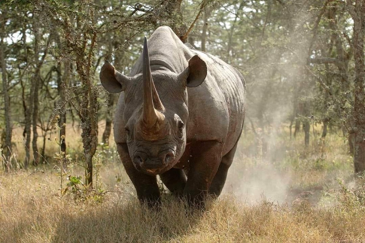 Best of Kenya: 6-Day Safari to Samburu, Aberdares, Nakuru & Masai Mara 1