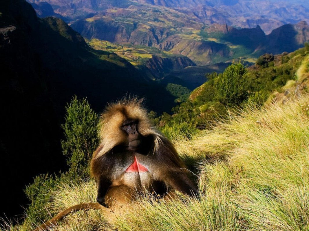 6-Day Simien Mountains Expedition: Majestic Peaks & Untamed Wilderness 1