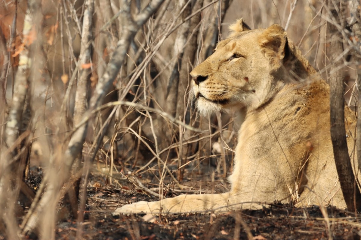 4-Day Classic Kenya Safari: Masai Mara & Lake Nakuru in a 4x4 Jeep 1