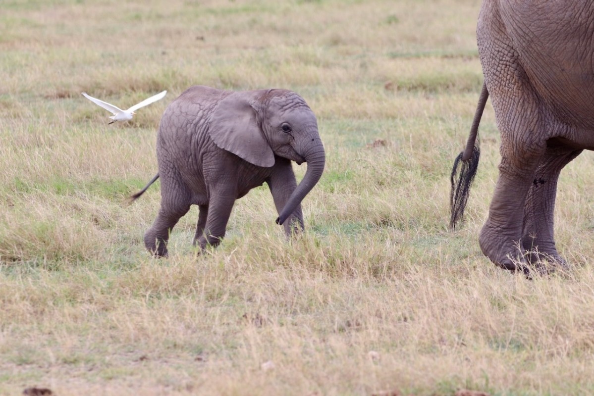 Kenya’s Wildlife Circuit: 6-Day Safari in Masai Mara, Nakuru & Amboseli with Sopa Lodges 1