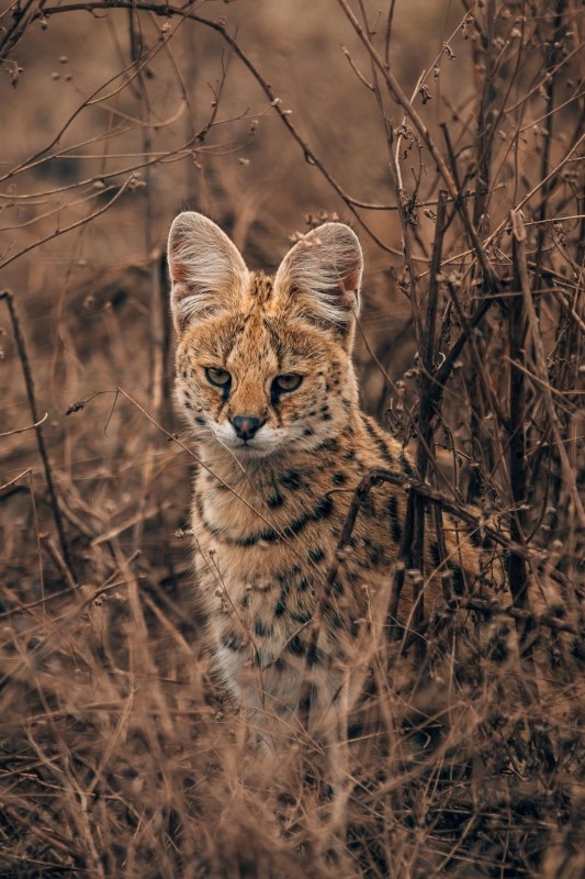 3 Day Murchsion Fall Safari 1