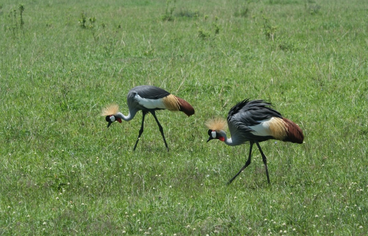 6 Days Magical Lakes & Masai Mara Private Safari – Flamingos, Big Five & Scenic Wonders 1