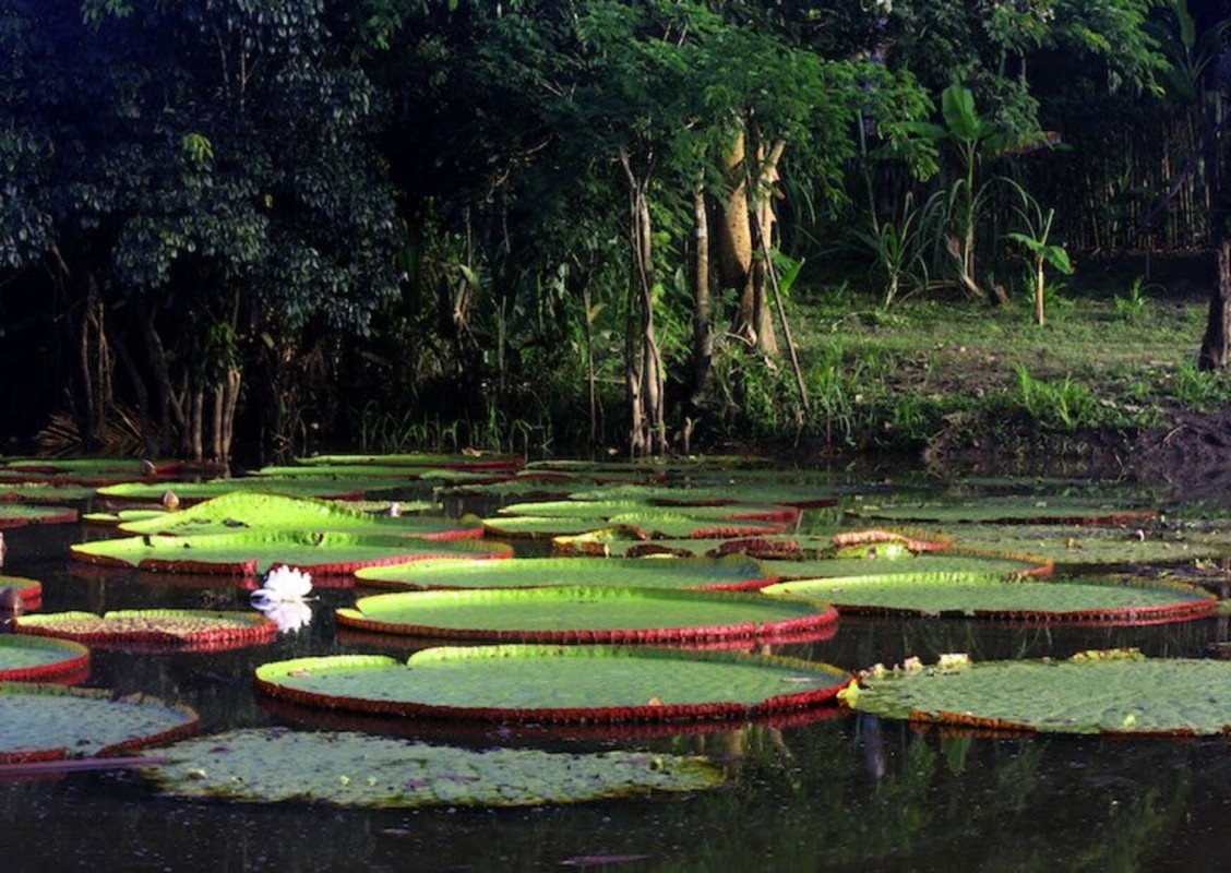 3 Days Amazon Jungle Adventure 1