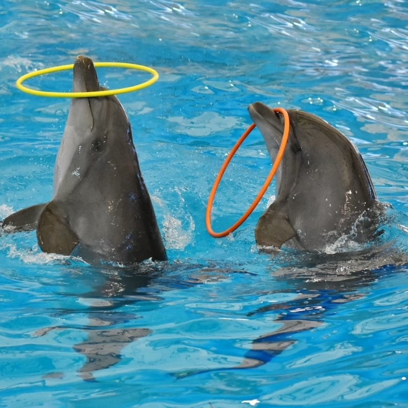 Dolphins Bay Show Phuket 1