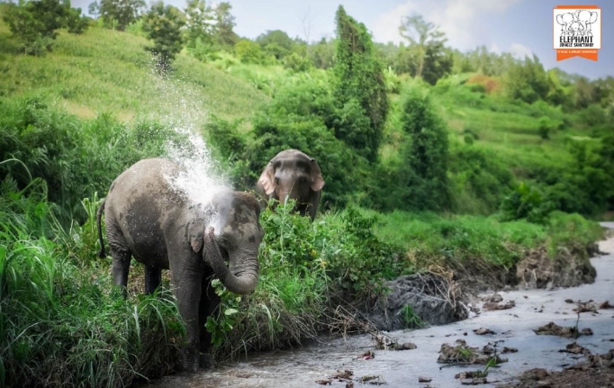 Elephant Jungle Sanctuary Chiang Mai - Walk With Elephant 1
