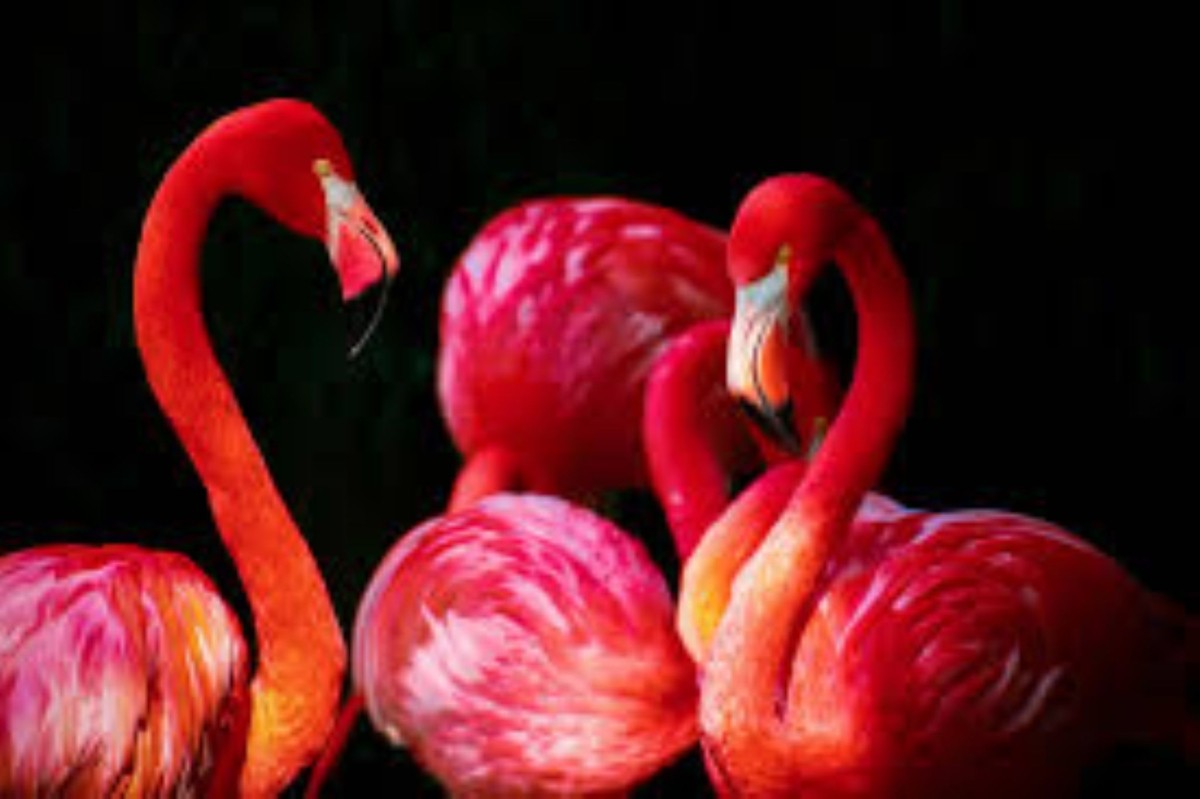 Birds of Paradise Journey 1